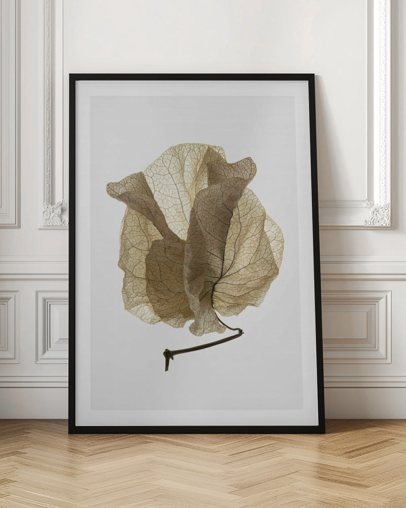 Bougainvillea Study No5 Poster