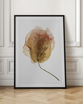 Bougainvillea Study No6 Poster