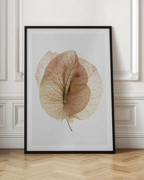 Bougainvillea Study No7 Poster