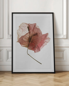 Bougainvillea Study No8 Poster