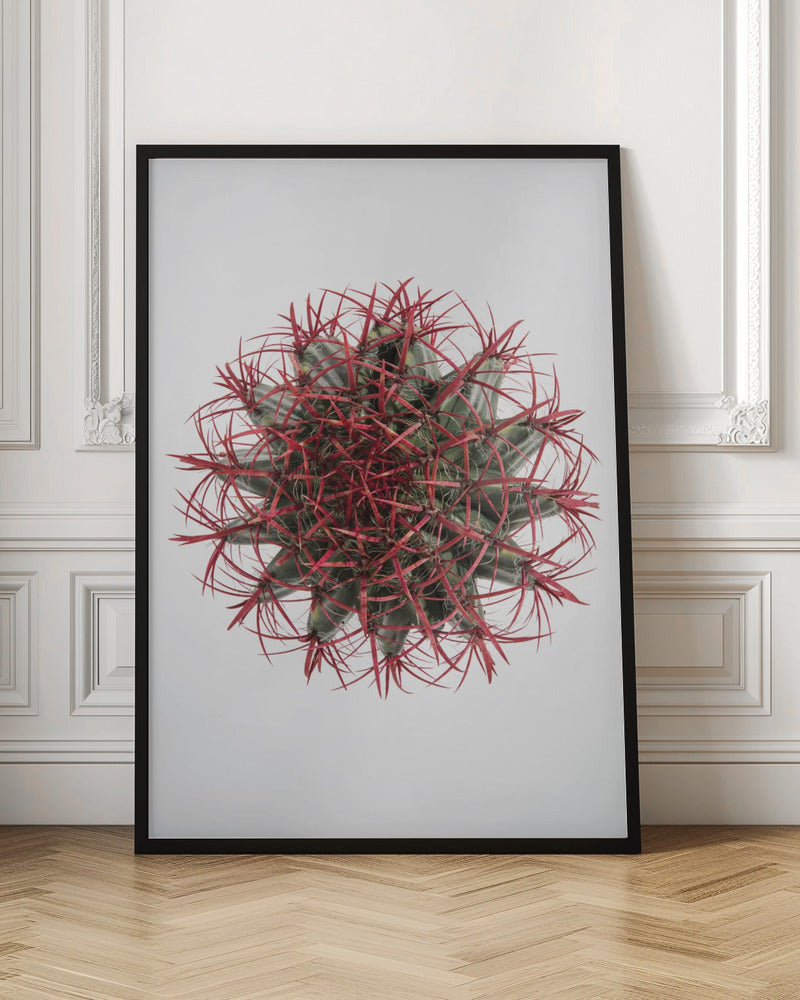 Cacti Poster