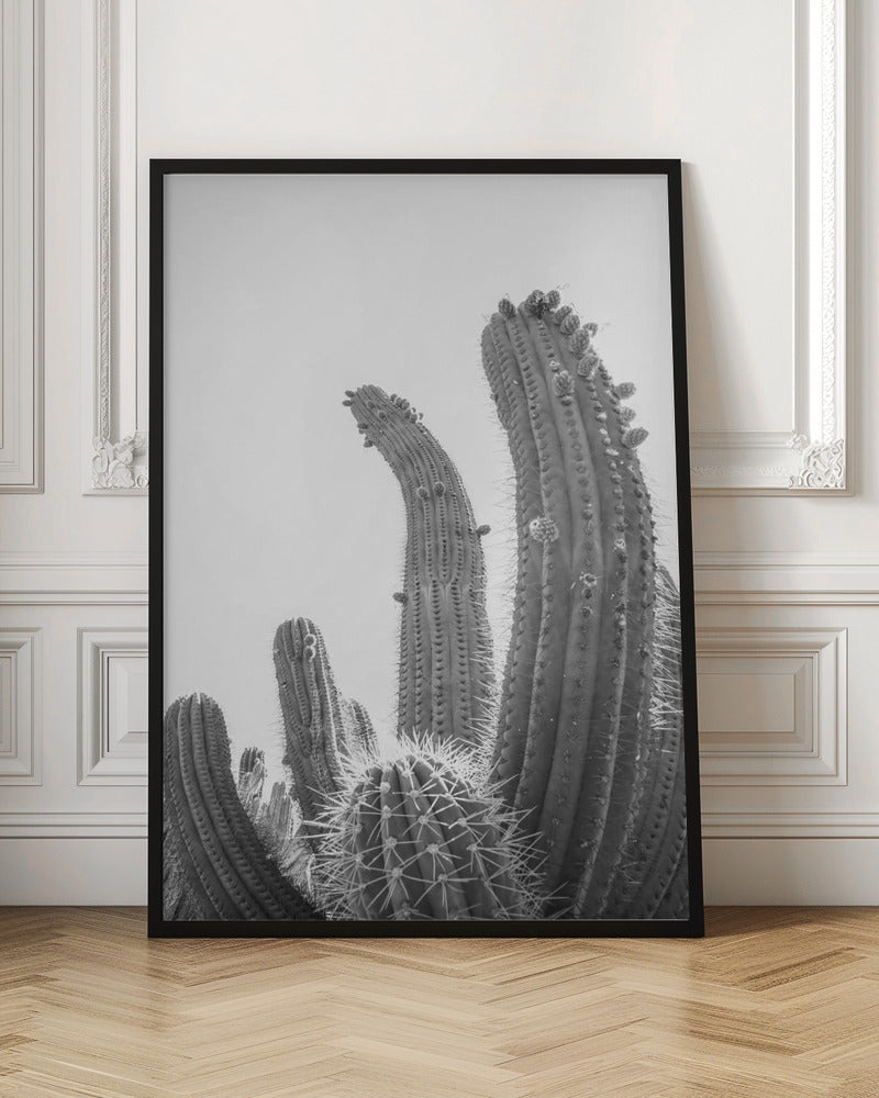 Cactus Poster