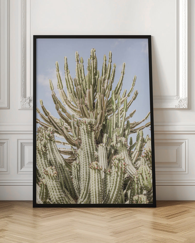 Catus Forest Poster