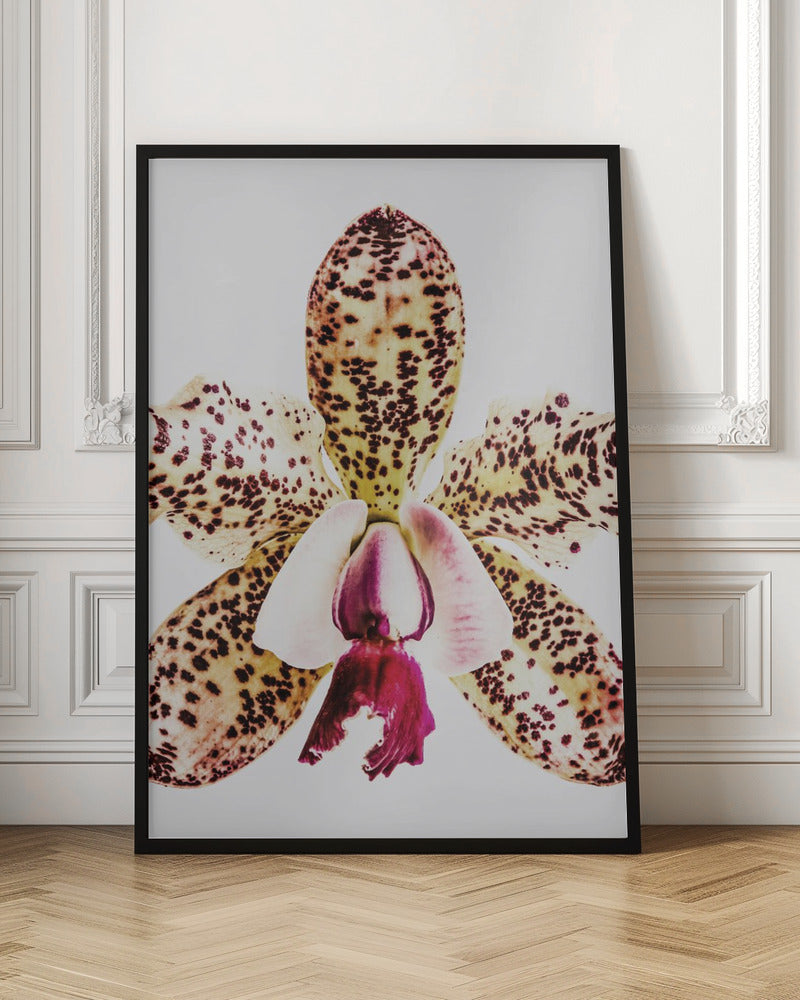 Coral Orchid Poster