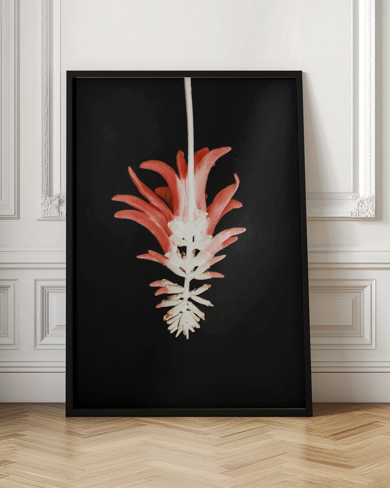 Coral Tree Flower Poster