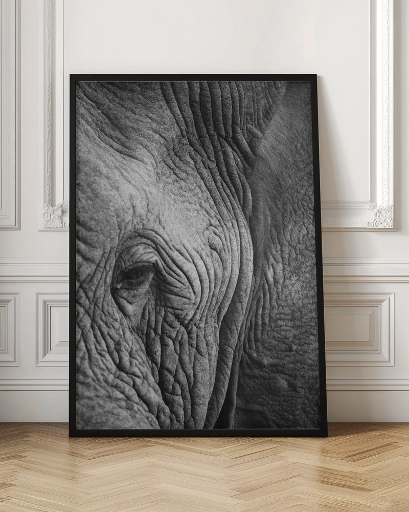 Elephant Study Poster