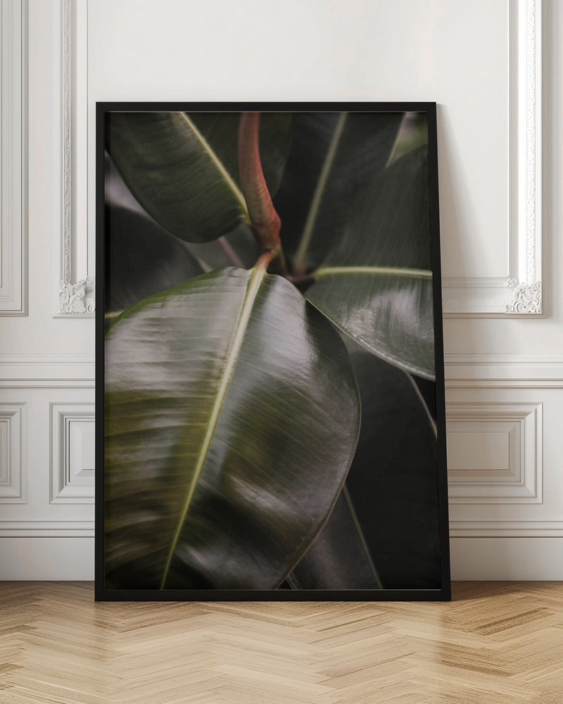 Ficus Bubu Poster