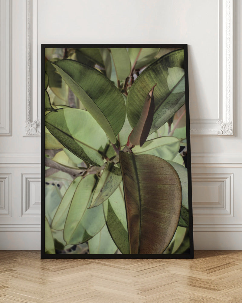 Ficus Elastica Poster