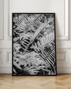 Forest Fern Poster