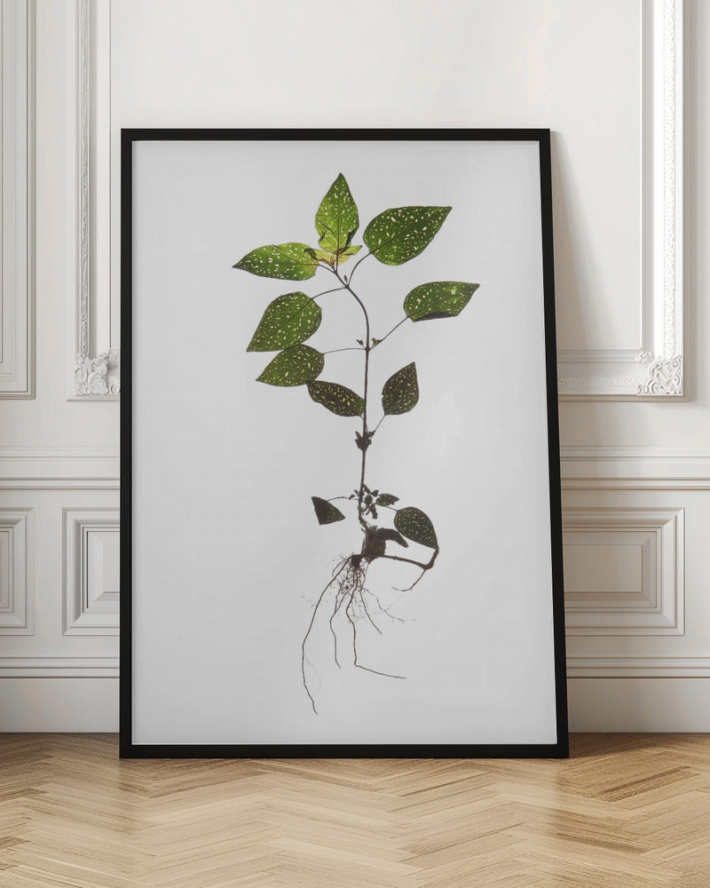 Herbarium 01 Poster