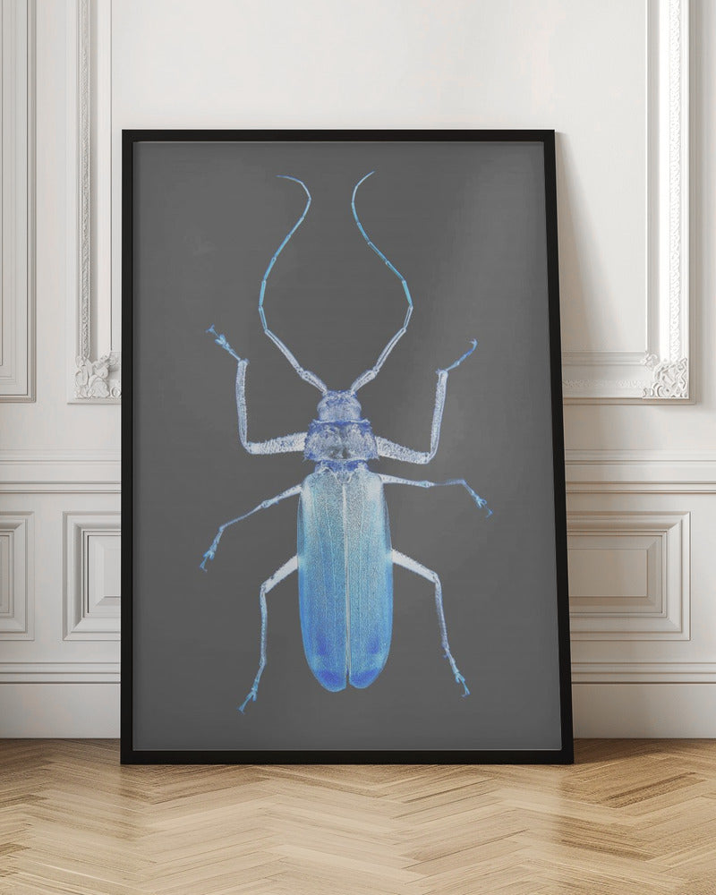 Insect Evolution Poster