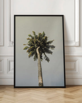 King Palm Poster