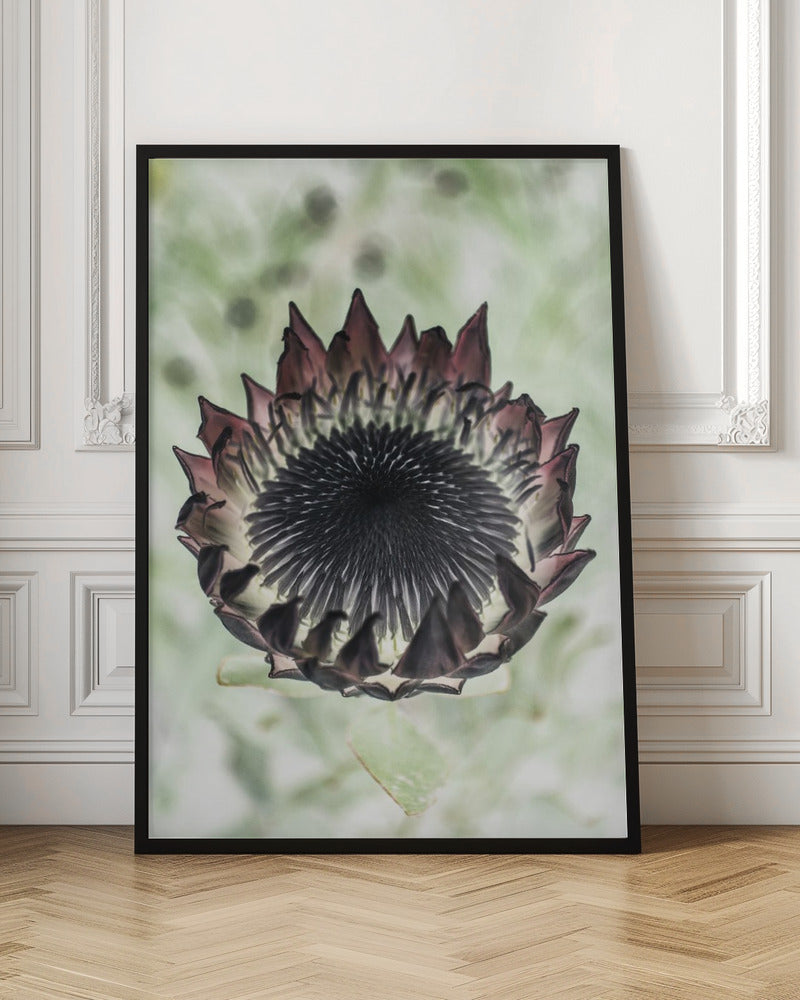 King Protea 02 Poster