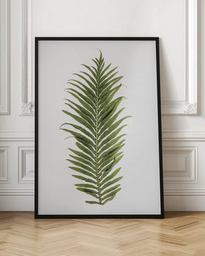 Leaf Study 01 Poster