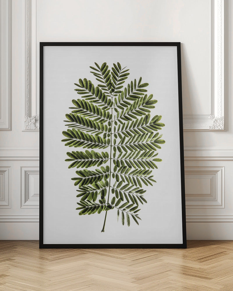Leaf Study 02 Poster