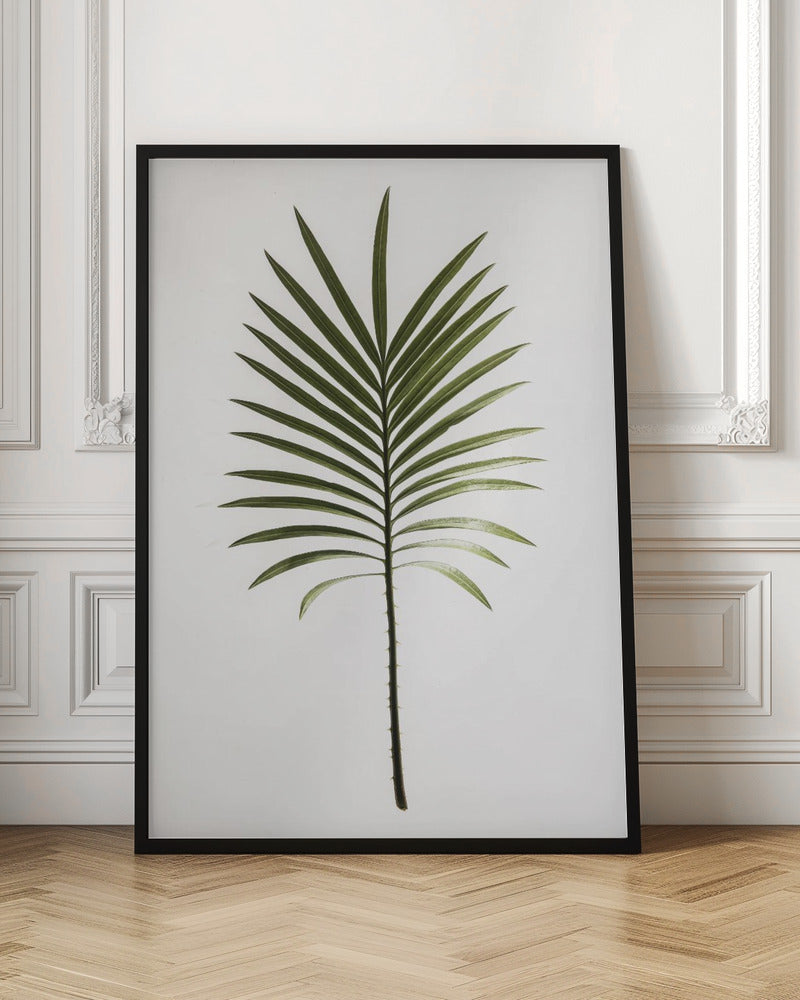 Leaf Study 04 Poster