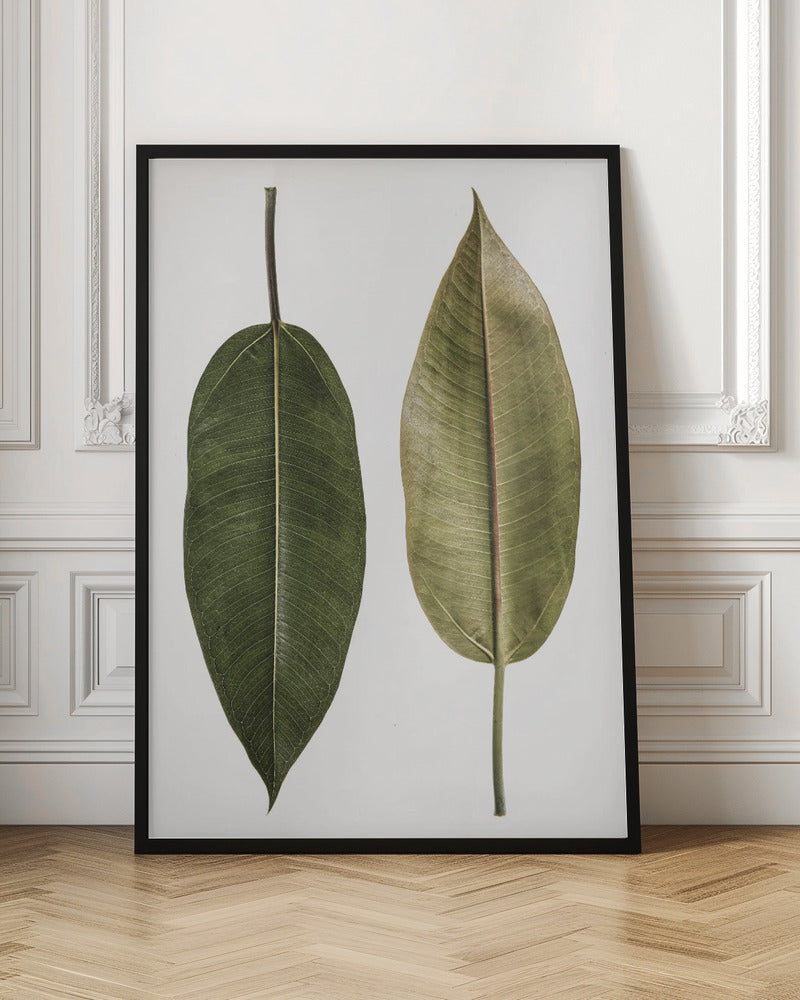 Leaf Study 05 Poster