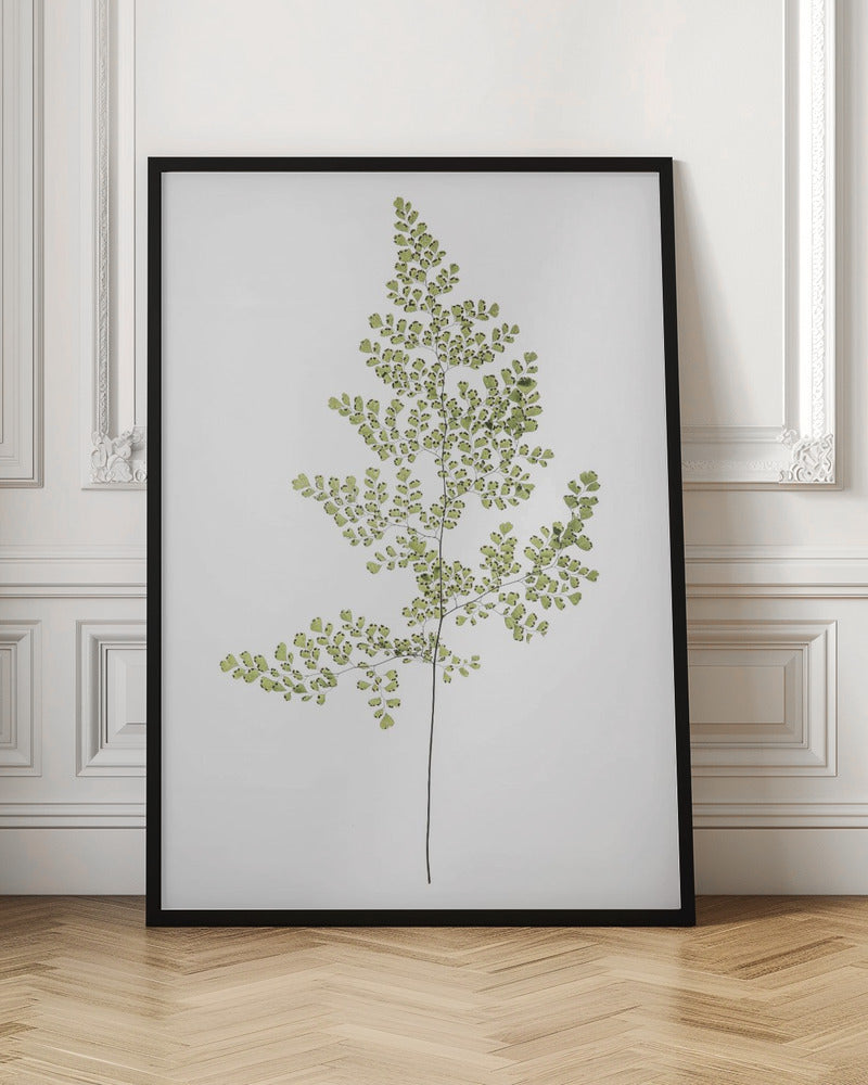 Leaf Study 06 Poster