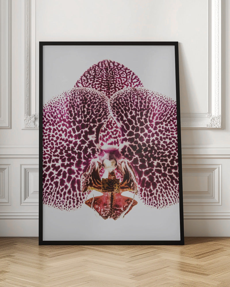 Leopard Orchid Poster