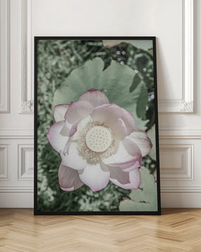 Lotus Poster