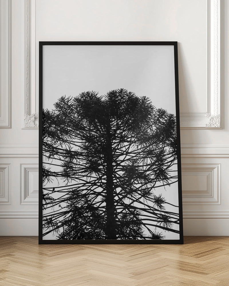 Monkey Puzzle Poster