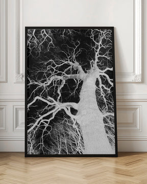 Oak Tree 01 Poster