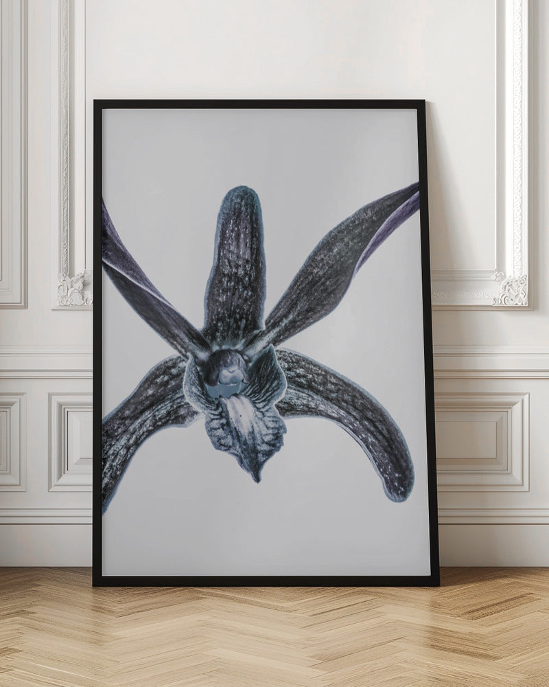 Orchid Poster