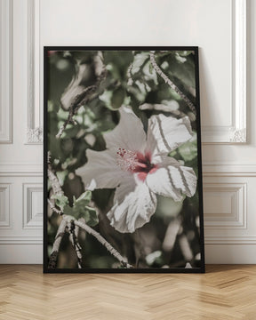 Pale Pink Hibiscus Poster