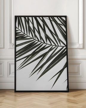 Phoenix Frond Poster