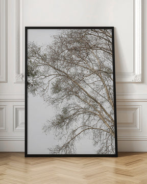 Plain Tree Poster