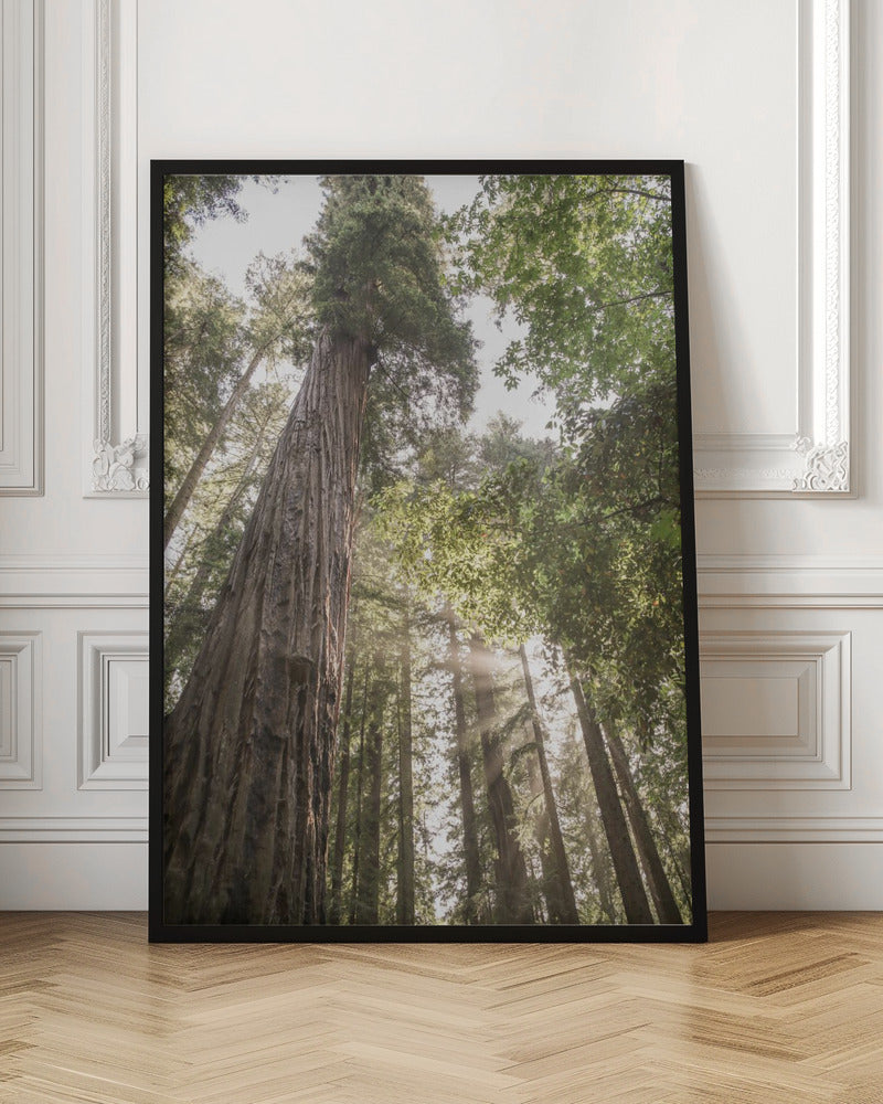 Redwoods Poster