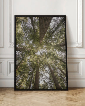 Reedwood Forest Poster