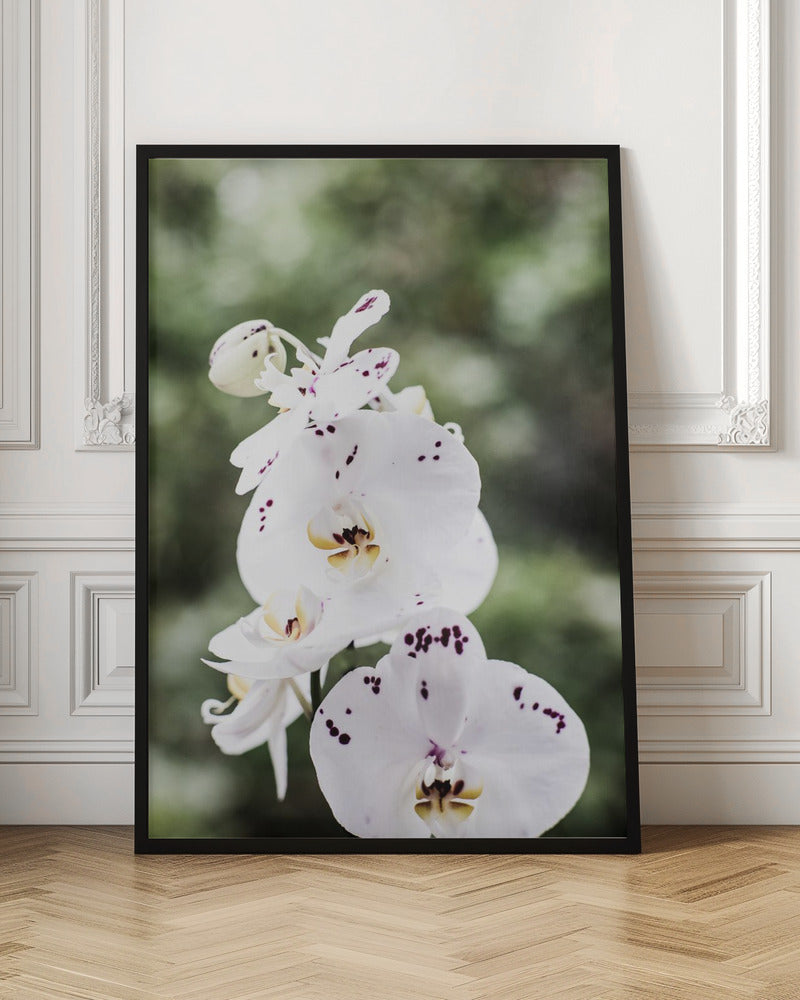 Spring Blooms Poster