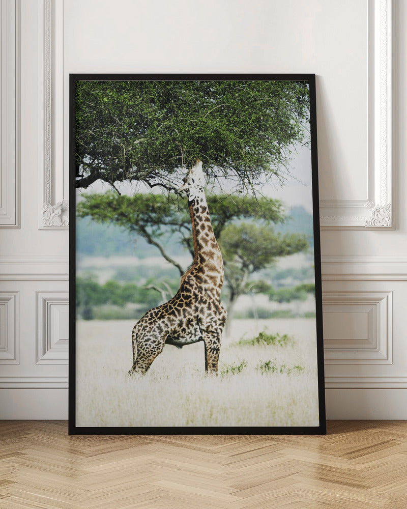 Giraff Stretch In Serengeti Poster