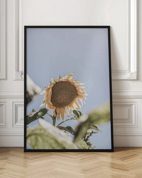 Sun Bloom Poster