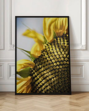 Sunflower Poster