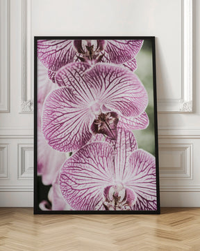 Tiger Blooms Poster