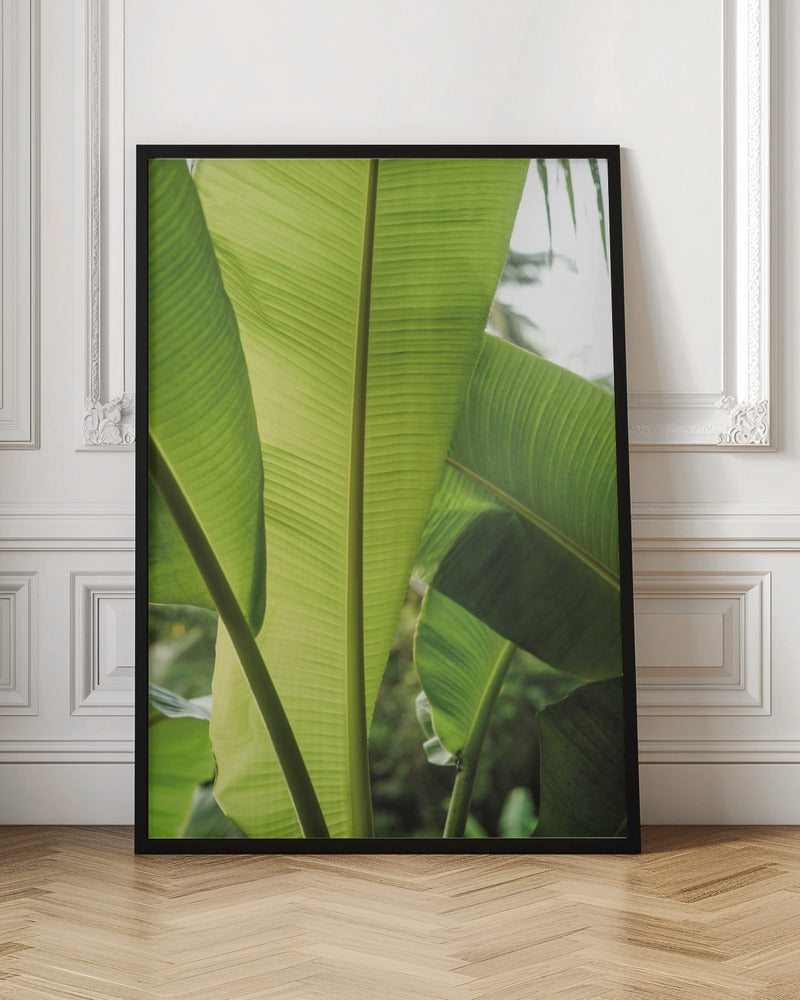 Tropic Bananna Poster