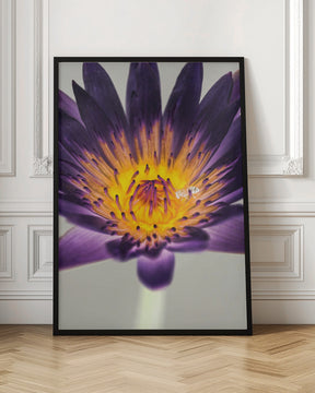 Water Lilly Poster