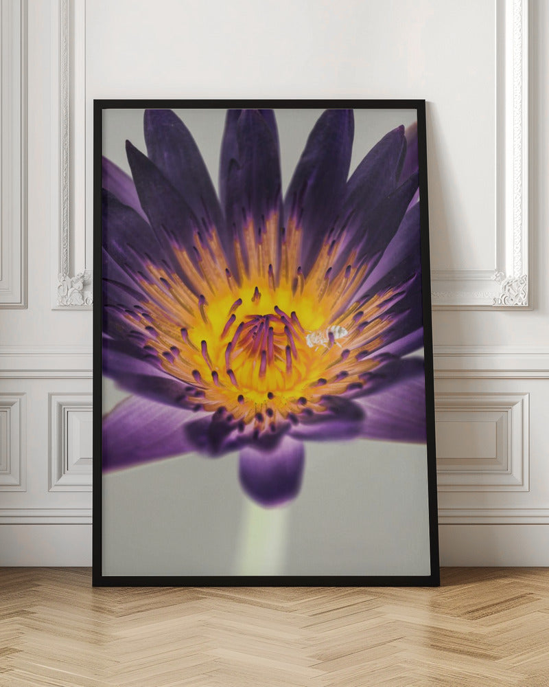 Water Lilly Poster