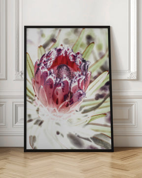 Wild Protea Poster