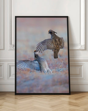 Greater Prairie Chicken-Morning Talking Poster