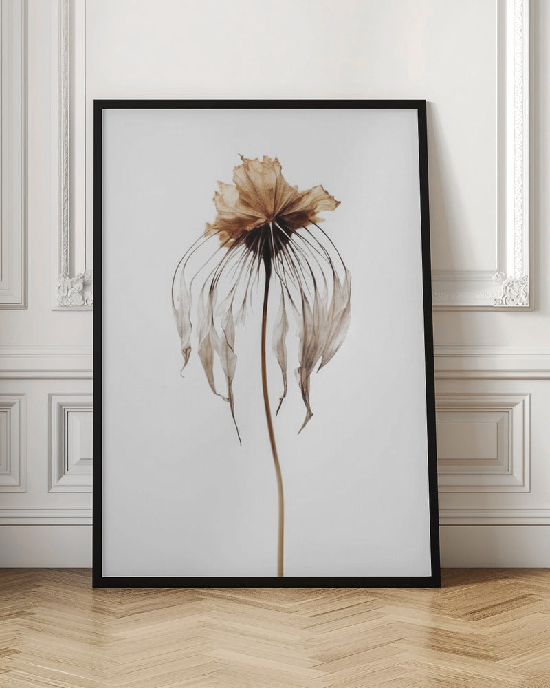 Dry Jelly Fish Flower Poster