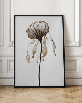 Dry Sea Shell Flower Poster