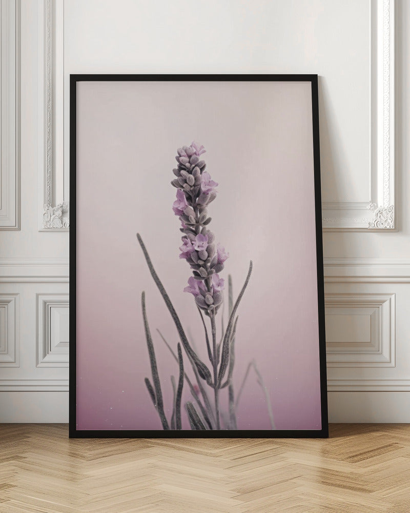 Pastel Lavender Poster