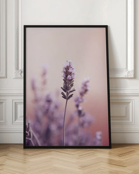 Lavender Detail Poster