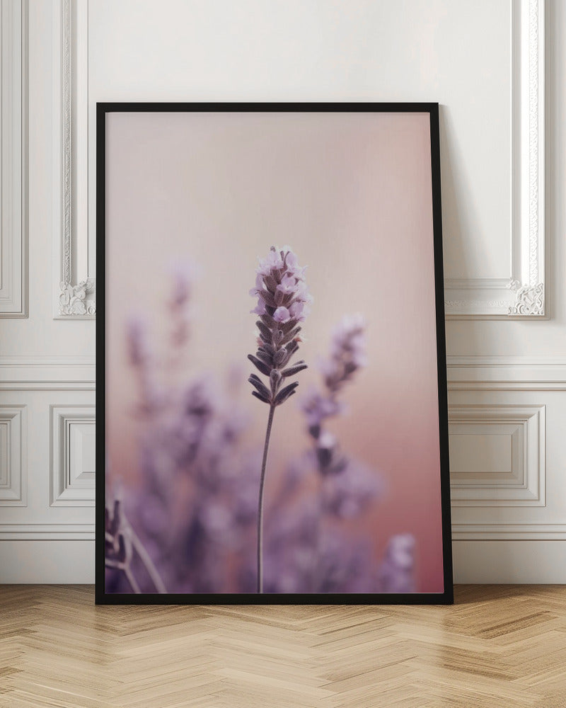 Lavender Detail Poster