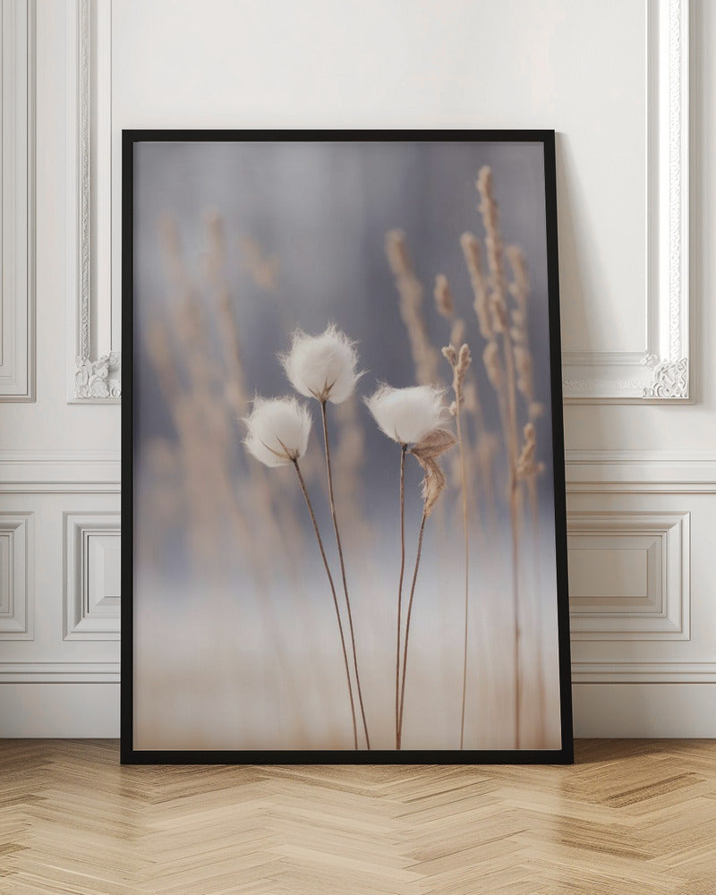 Cotton Flowers Poster