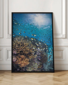 The damselfish against the light Poster