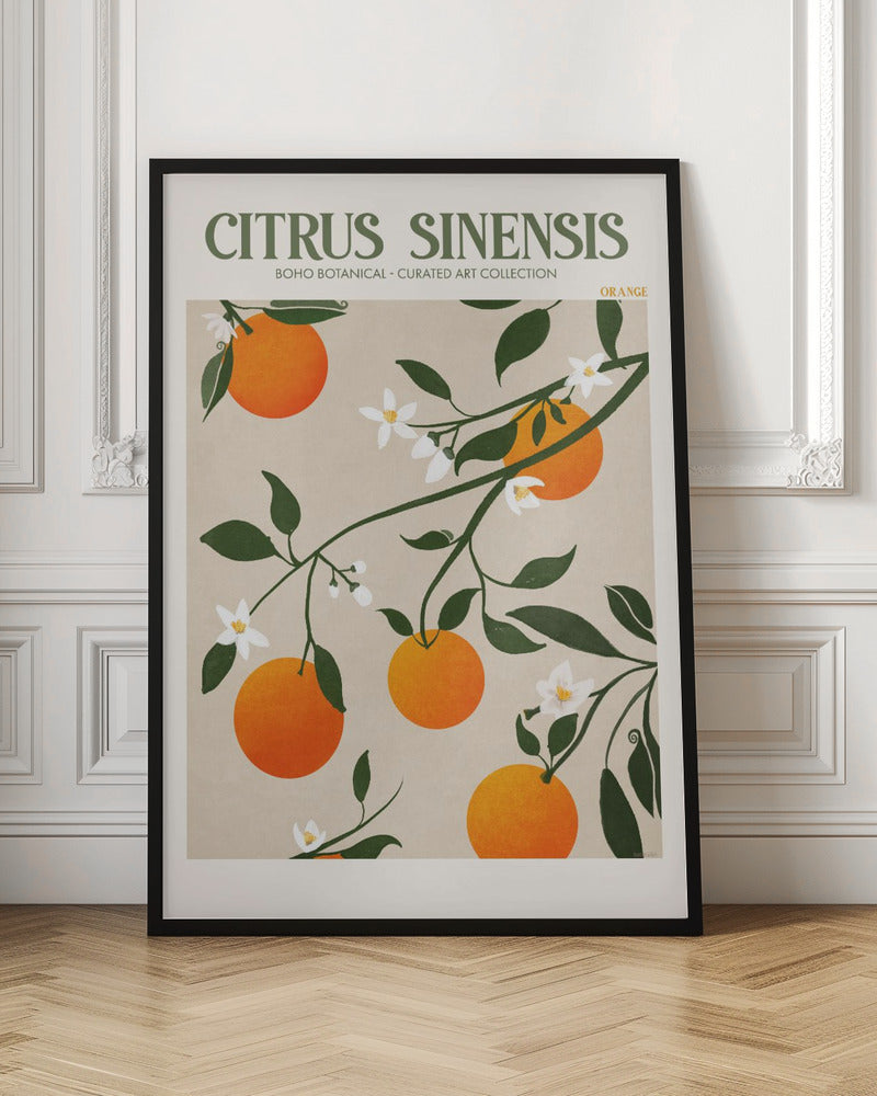 Citrus Sinensis - Orange Poster